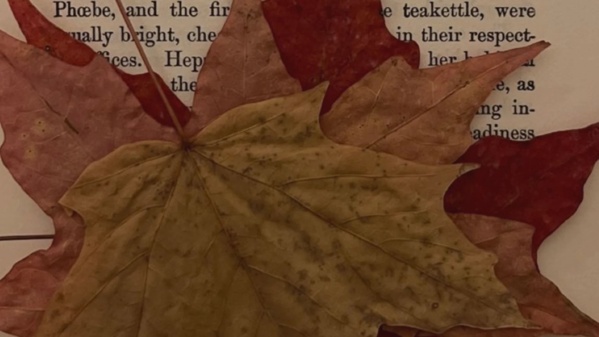 Pressed autumn leaves resting on the page of an antique book